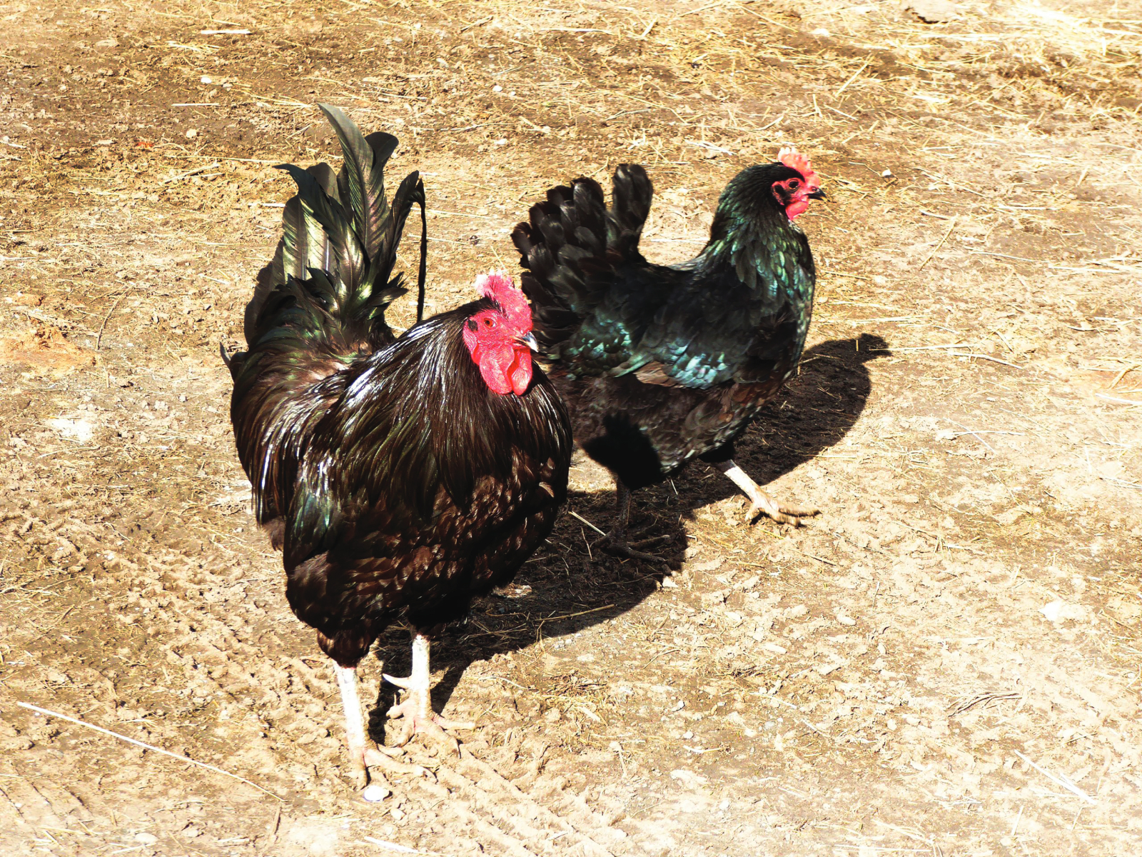 Black Jersey Giant Chickens as Meat Birds